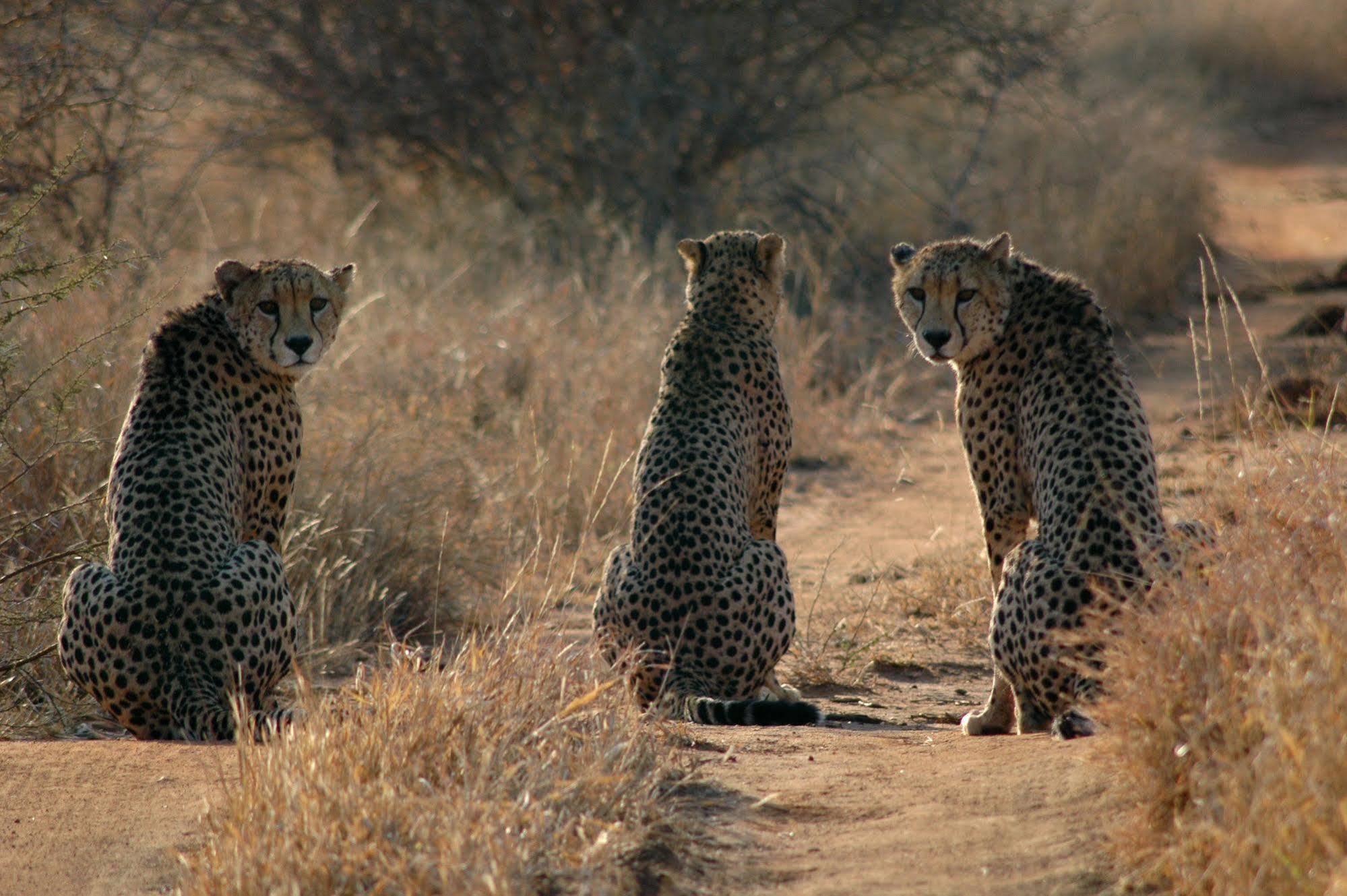 Etali Safari Lodge Madikwe Game Reserve Extérieur photo